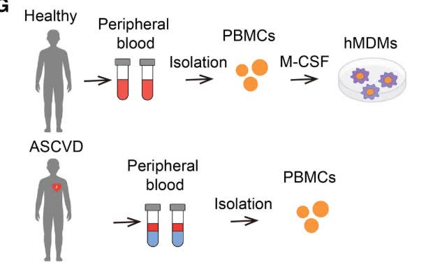 Circulation tweet media