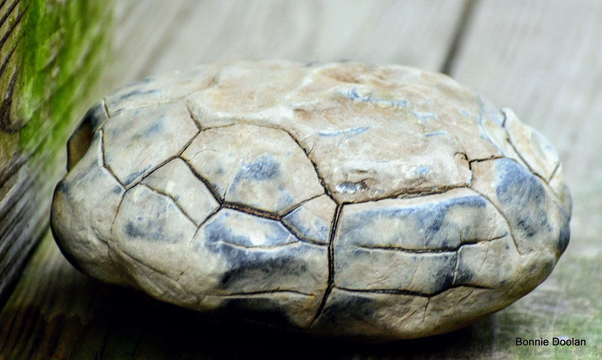 BonnieDool5t's tweet image. #DailyPictureTheme   #Rocks  
     This is a concretion often called a turtle rock