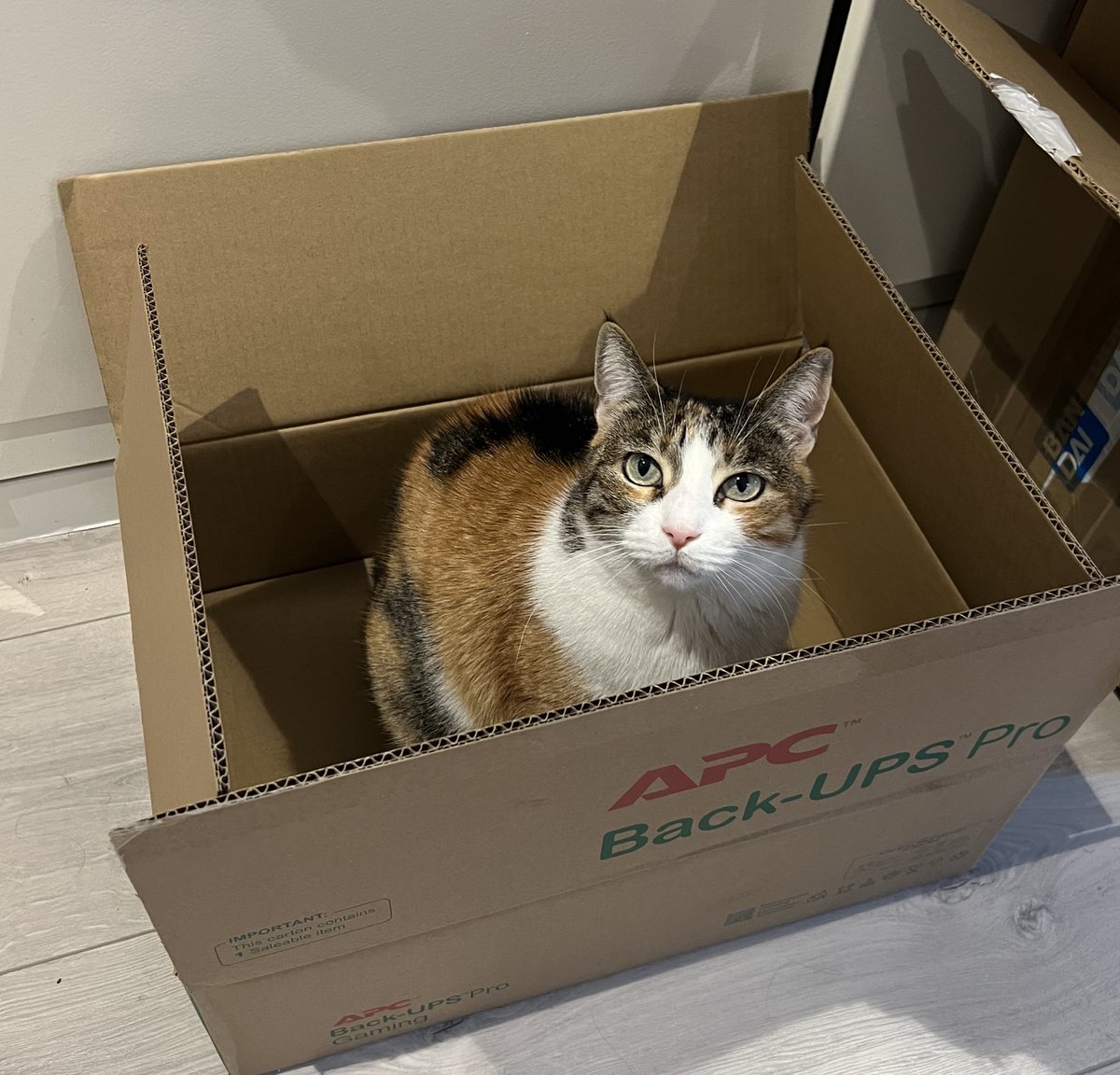 Elure ☁🍵 tweet media