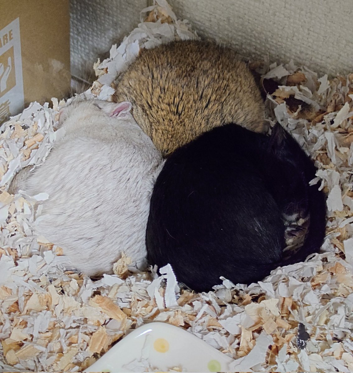 おはようございます

ねずみの三原色

#スナネズミ