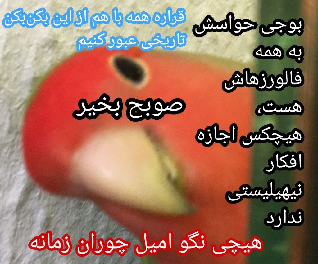 کفتر پاسکال tweet media