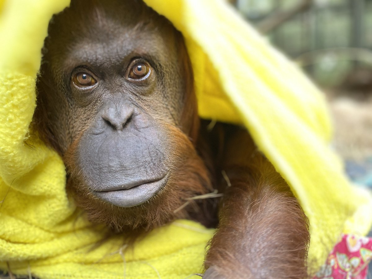 CenterForGreatApes tweet media