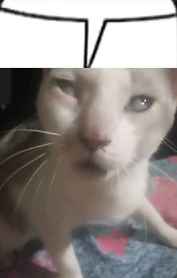 الشهزام tweet media