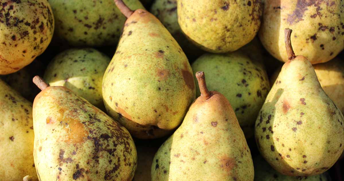 Gardeners_Path_'s tweet image. How to Identify and Treat Pear Scab - Pear scab is a common fungal disease that can render your harvest inedible. Learn how to identify, prevent, and treat pear scab now on Gardener's Path. #orchard #growyourown #gardeningtips gardenerspath.com/plants/fruit-t…