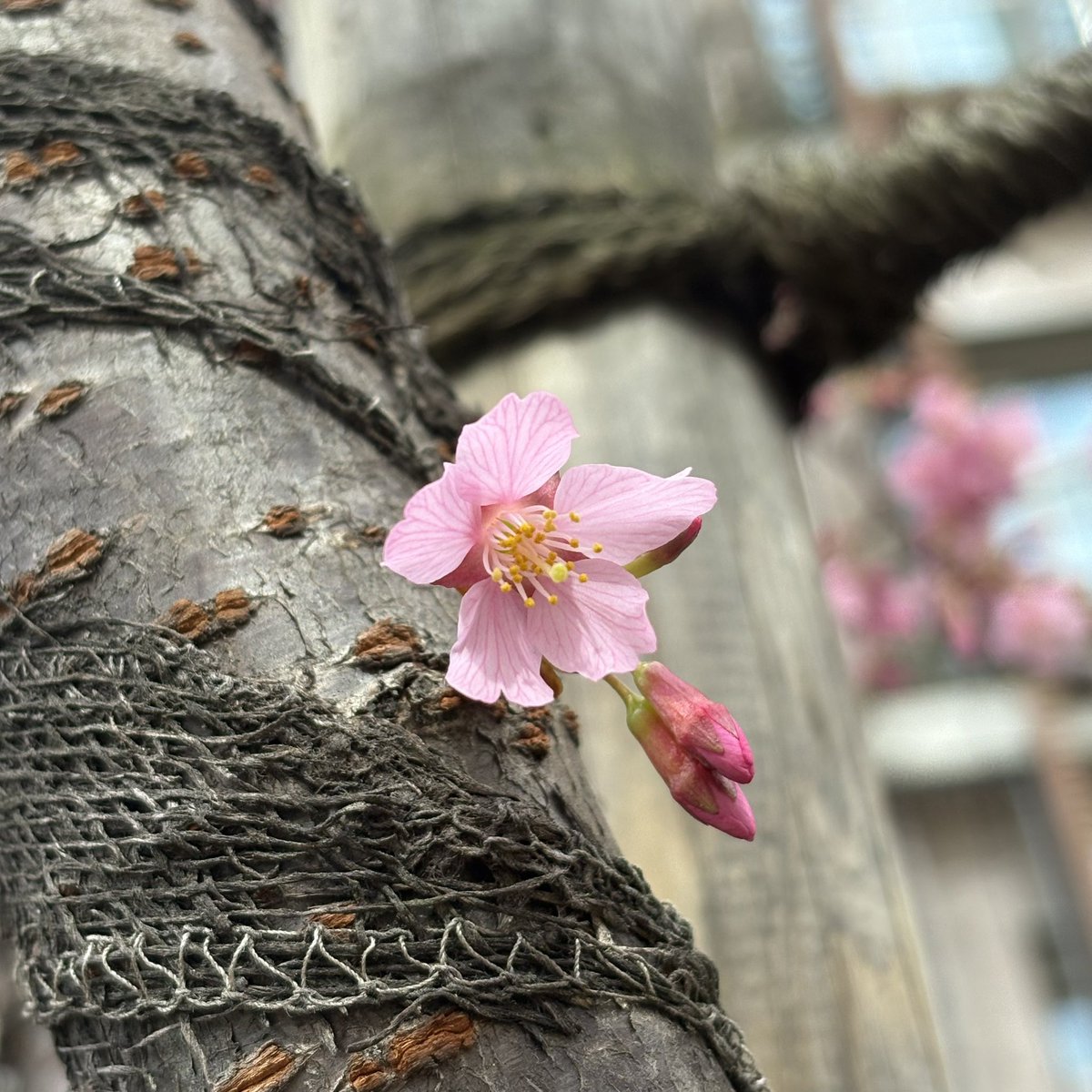 ムラサキノハナ👾 (@murasaki_hana_) / Posts / X