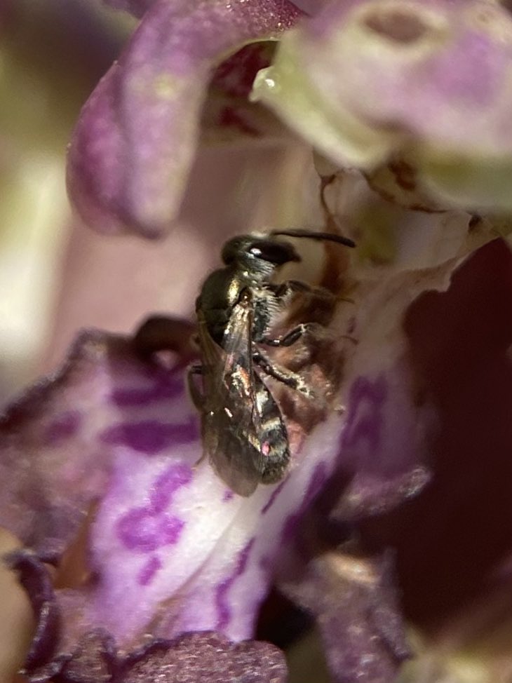 StevePa46290725's tweet image. Interesting to see this tiny pollinator on the Giant Orchid (Himantoglossum robertianum) yesterday. Some kind of metallic sweat bee (Lasioglossum sp.) perhaps? Does anyone know? Poor photographs sorry, it didn’t want to sit still. #orchid #bee #insect