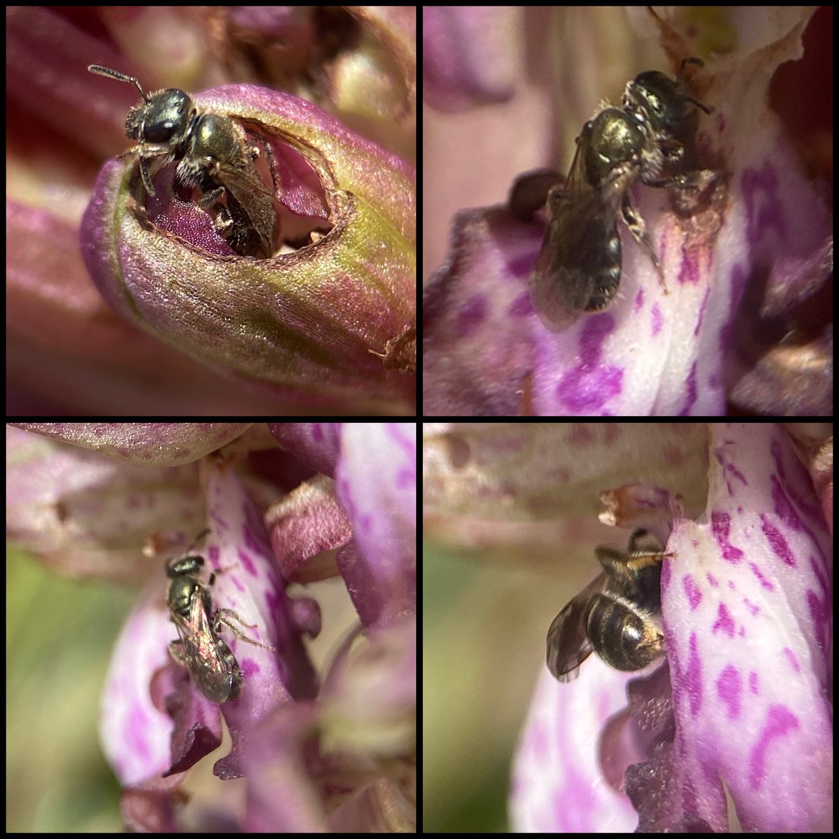 StevePa46290725's tweet image. Interesting to see this tiny pollinator on the Giant Orchid (Himantoglossum robertianum) yesterday. Some kind of metallic sweat bee (Lasioglossum sp.) perhaps? Does anyone know? Poor photographs sorry, it didn’t want to sit still. #orchid #bee #insect