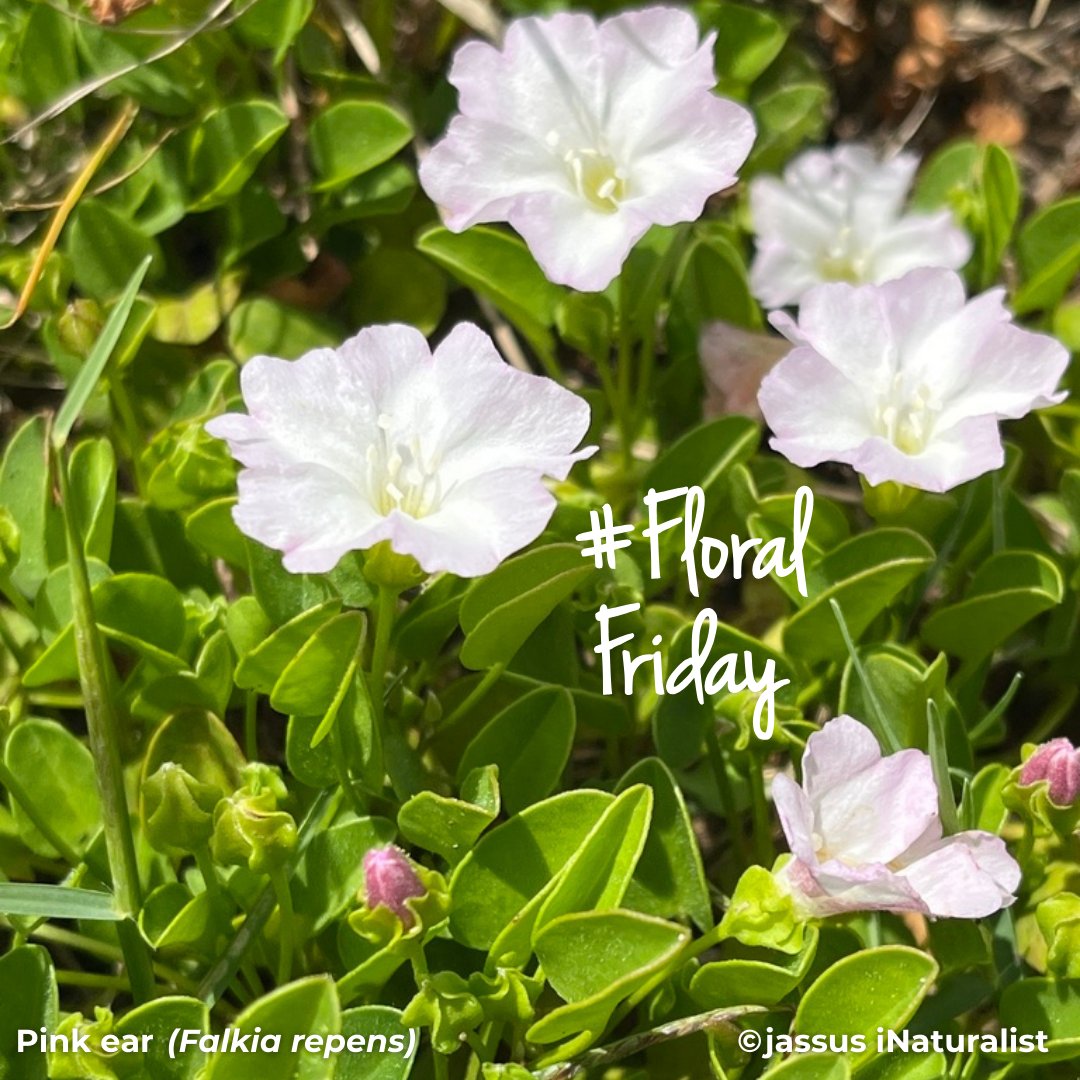 BotSocSA tweet media