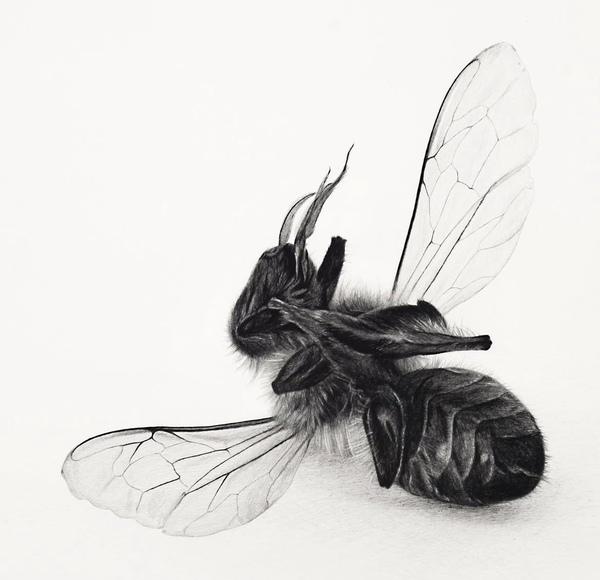 caseypaintings4's tweet photo. Dead bee 2026 
Pencil on paper 
22 x 30 inches 

#drawing #pencildrawing #insect #bee #deadbees #insectdrawing #contemporarydrawing #contemporaryart #sketch #insectsketch https://t.co/b4OvmVPqO5