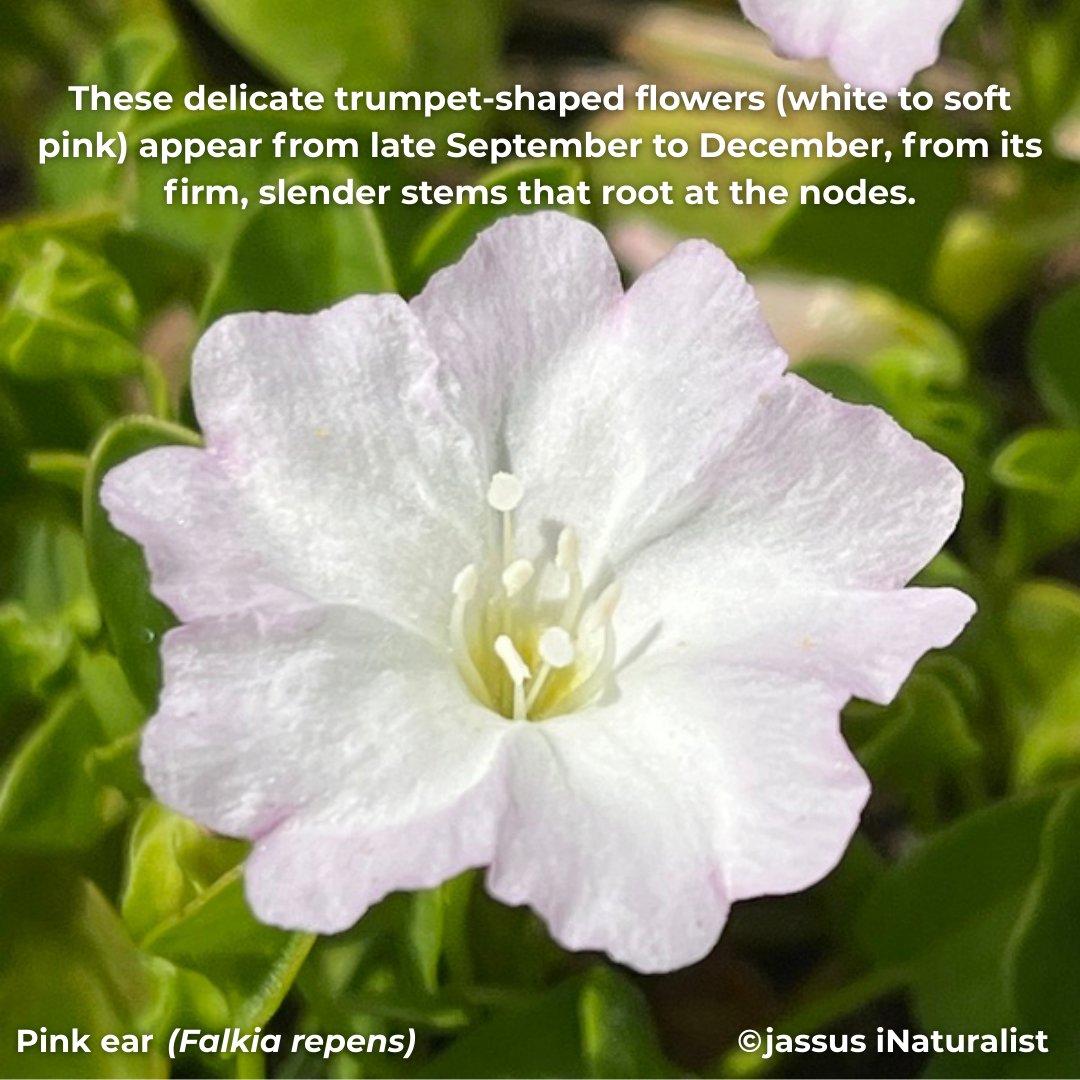 BotSocSA tweet media