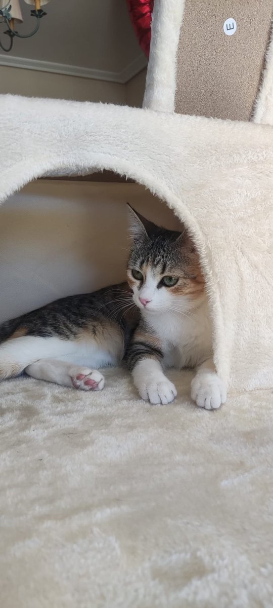 pilaareta's tweet photo. Unos 40€ (vivía en la nave y en julio se le metió una espiga en el ojo, le tuvimos que llevar al veterinario y darle antibiótico y se tuvo que quedar a vivir en casa jeje) https://t.co/eljmA0B8Zo