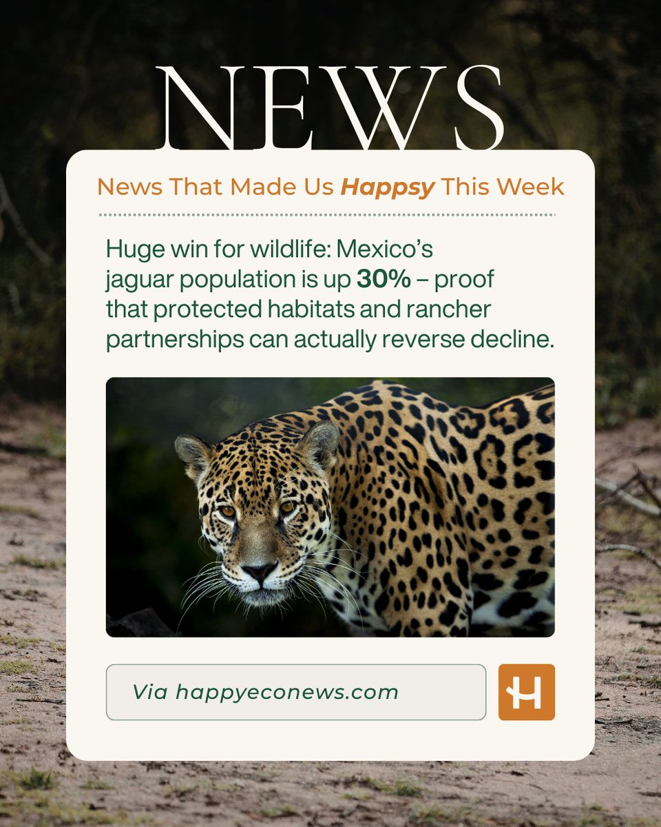 happsysleep tweet media