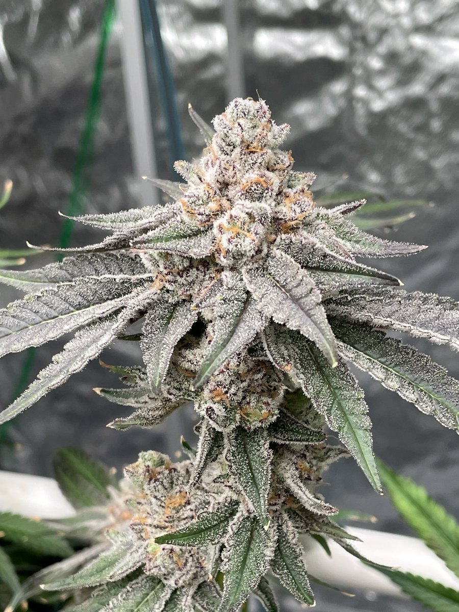 Cyberfire3000's tweet photo. Scented Marker #3
(Pineapple Fruz x Permanent Marker)
Bred by @JBeezySJG https://t.co/0zFuKcW9L9