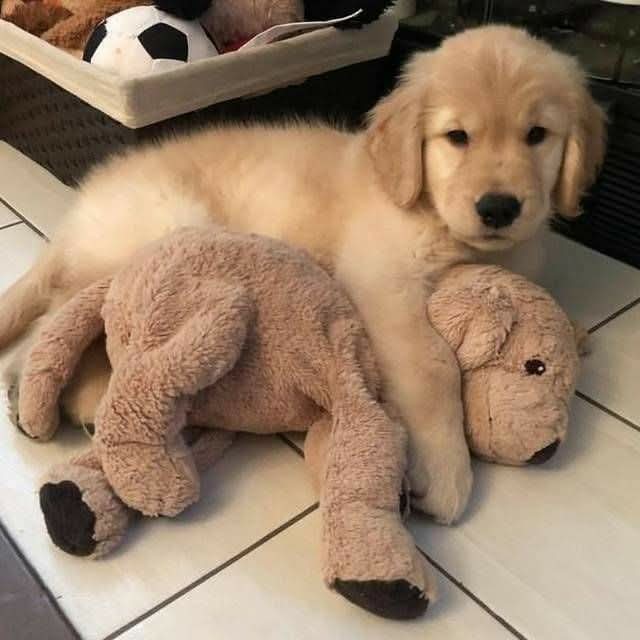 plushies are friends and they care