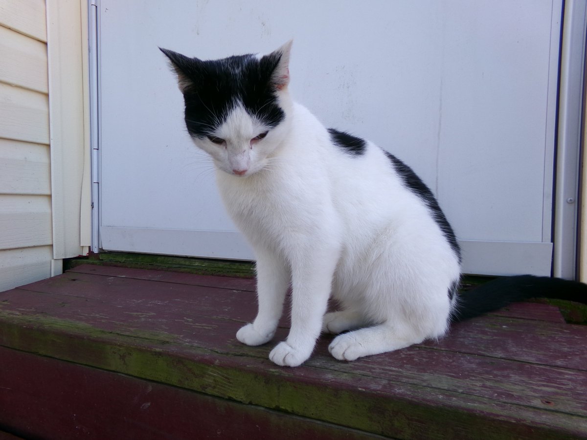 freedomxmoonguy's tweet photo. Gabby 🐈🐈🐈

#Photography #CatsofX #LocalPhotographer #SpaceNerd https://t.co/OcidEENWZn