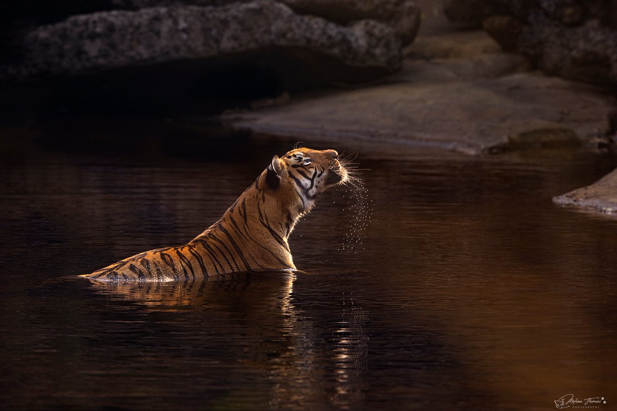 Mohan Thomas tweet media