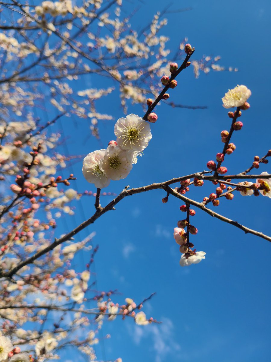梅、綺麗︎☆本日は早起きで撮影🎬