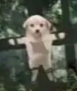 STAR RAIL OUT OF CONTEXT tweet media