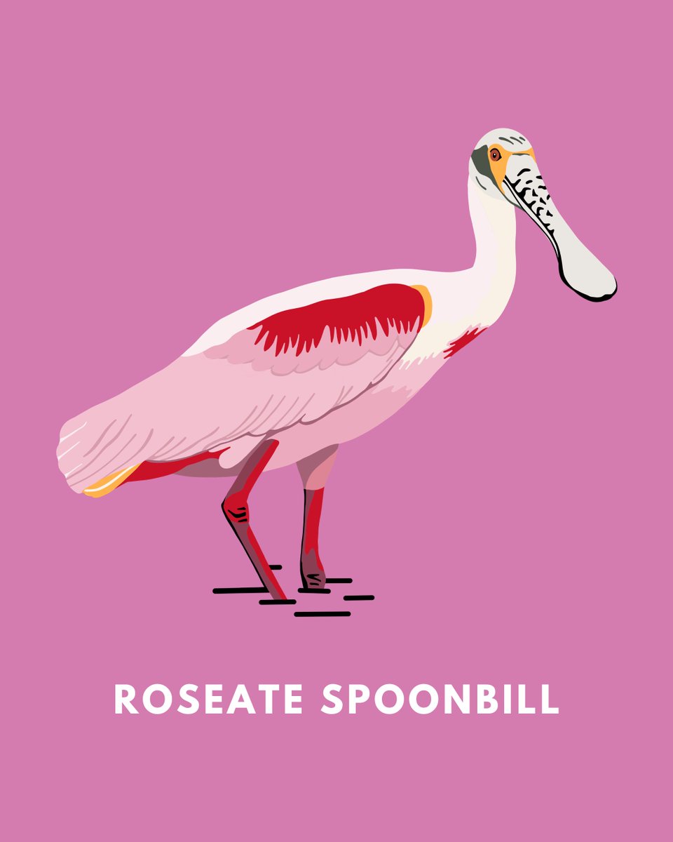 colorflock's tweet photo. The Roseate Spoonbill is here! 🌹🥄

Please welcome this goofy wading bird to the flock. Now through Sunday, get 20% off Roseate Spoonbill goods with code SPOONBILL20.

Shop now: https://t.co/9AFnqjszPy https://t.co/dPmuBSW1IR