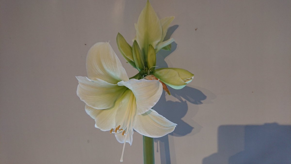 Dr Janet Lees tweet media