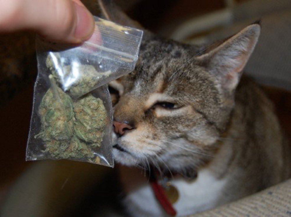 Stoner Barbie (@stonersvilla) on Twitter photo 