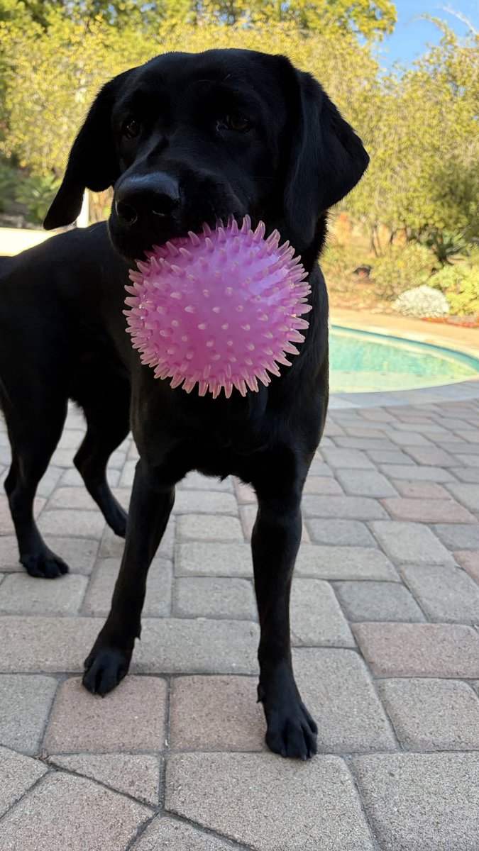JenLovesPets's tweet photo. Pool season is right around the corner!!!

We can't wait for summer! 

Dogs in San Diego love to their swim on! https://t.co/b4hLxetagl