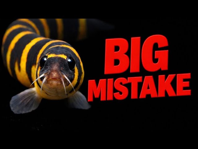 CEO of Antifa tweet media