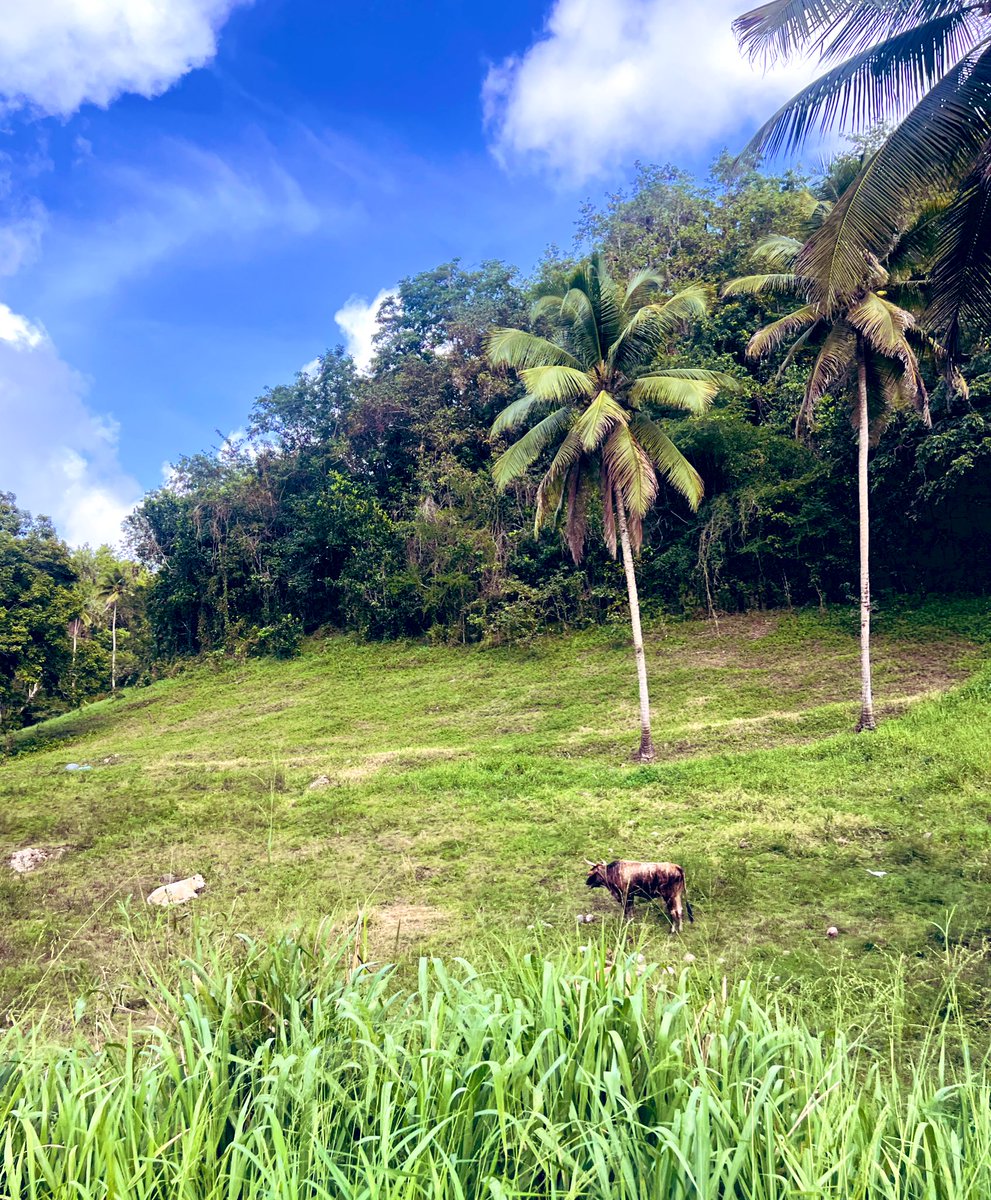 Ce paysage dont je ne me lasserai jamais... 💚🩵 #caribbean