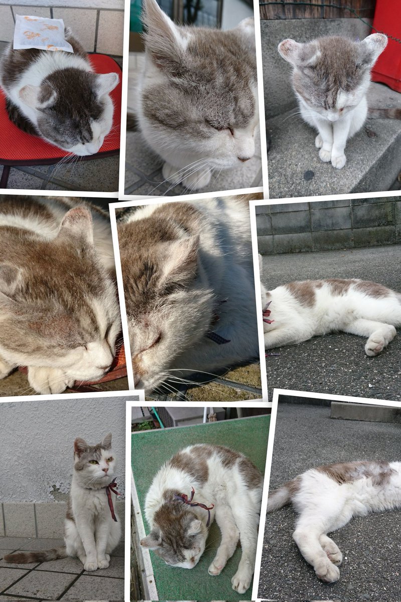 🐈️タマちゃんの、知らぬ間に…🐈️ スマホのAIが勝手にこんなのを作っ