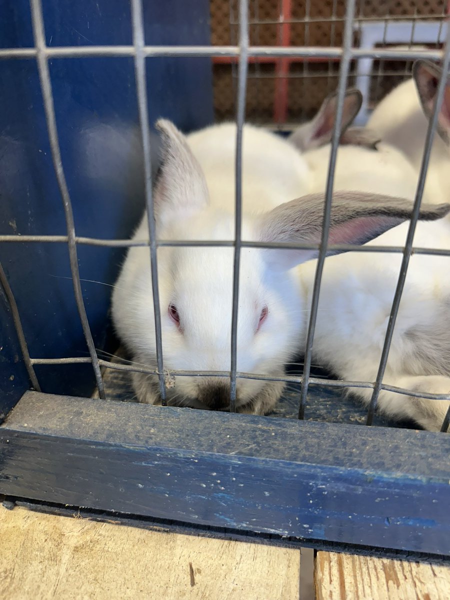 Spring FFA tweet media