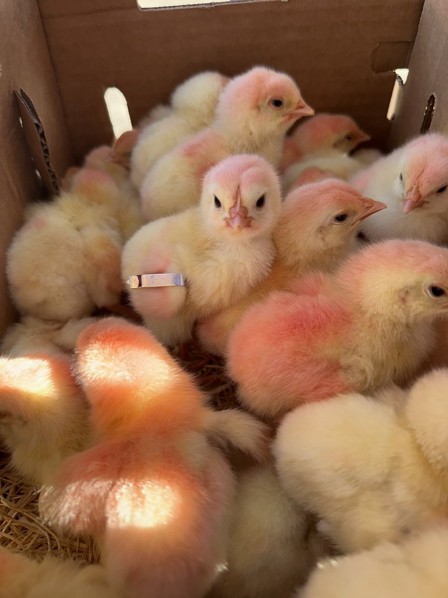 Spring FFA tweet media