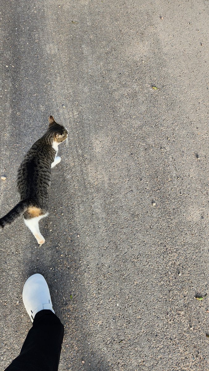 moriscc's tweet photo. 🚶🏻 🐱 https://t.co/qcKjcENFhC