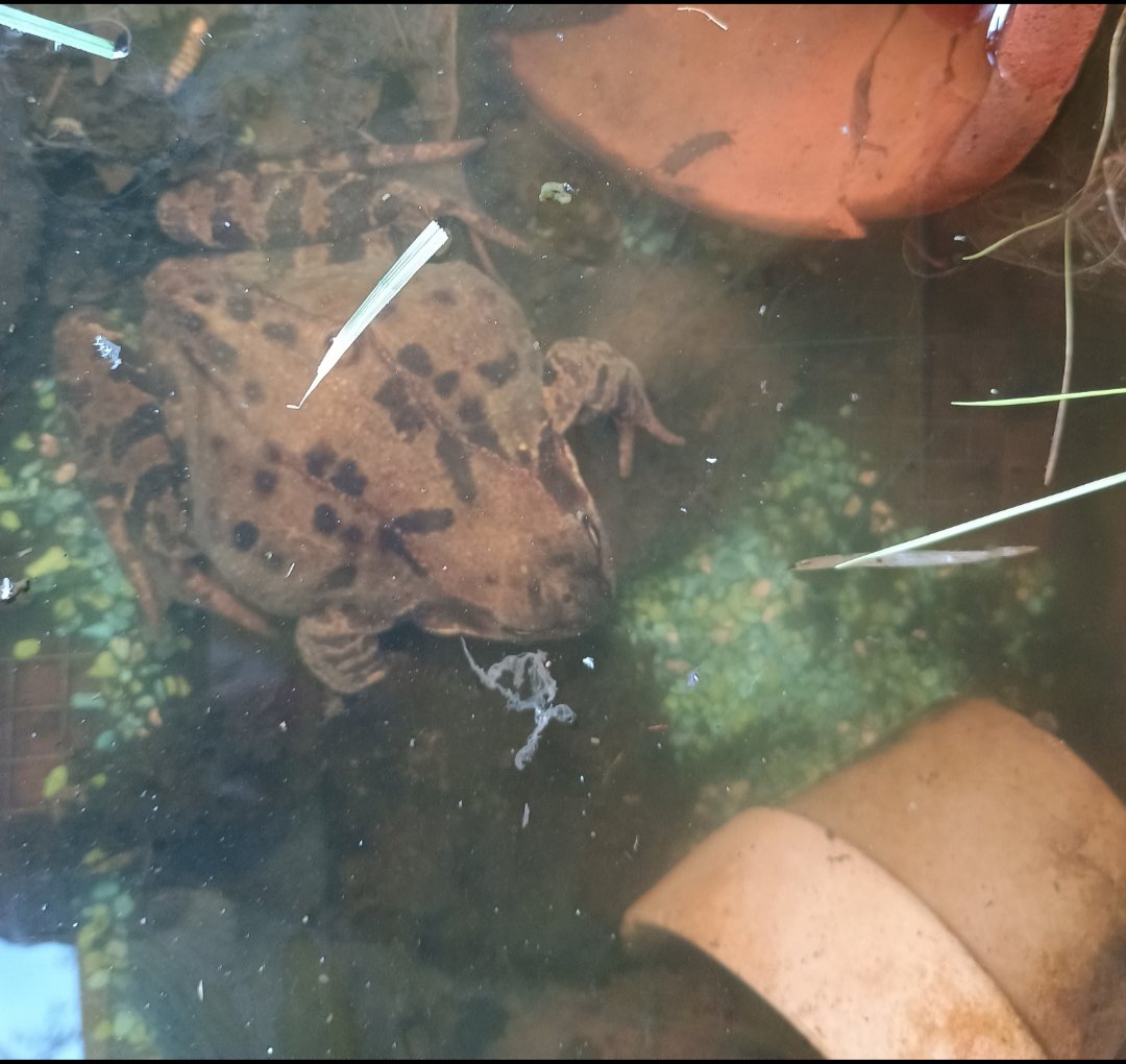 GardenVisitors's tweet photo. Every February I pull back the lid on my makeshift pond and my little friend is always there. https://t.co/bc57GRlb09