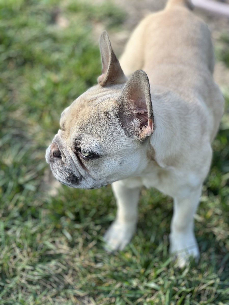 deadbeaver.eth 🍌 tweet media