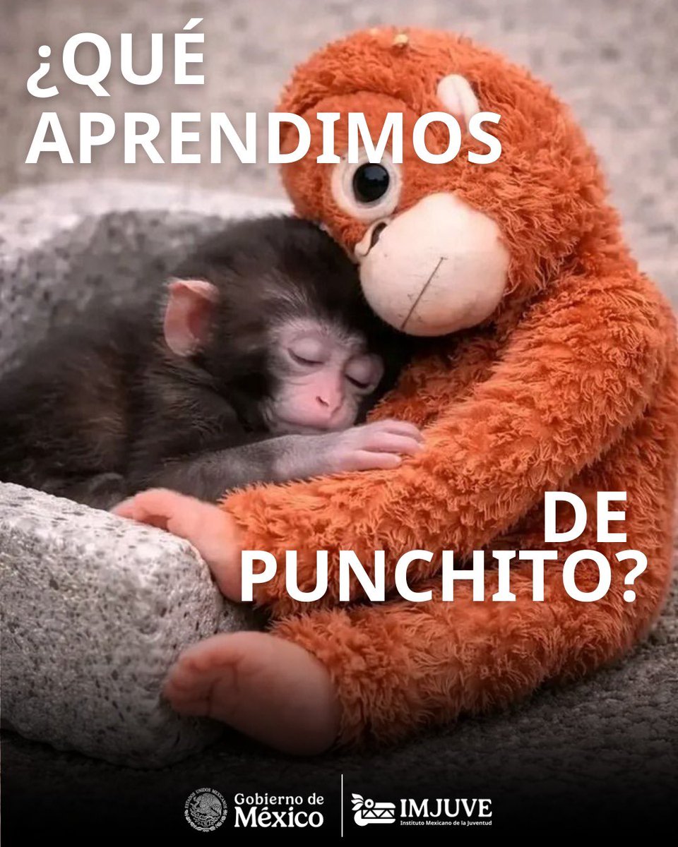 imjuvemx tweet media