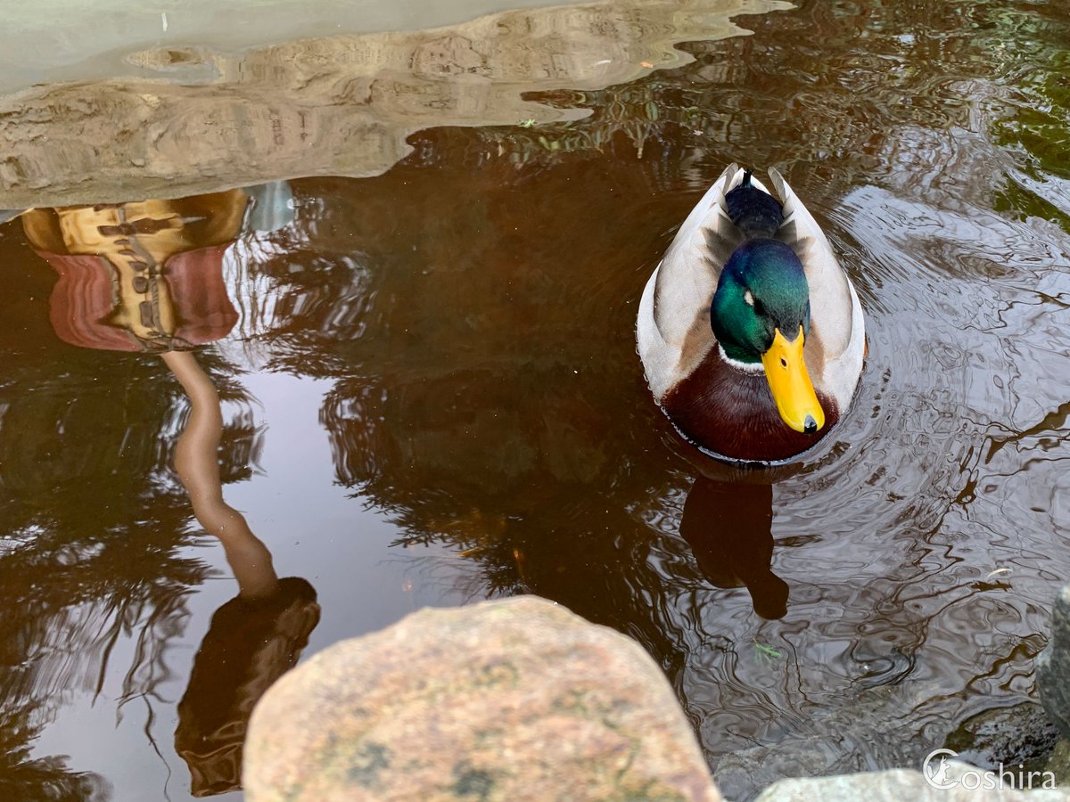 Coshira_'s tweet photo. Bij iedere eend nu twijfelachtig of deze echt of nep is.  😉 🦆 

#Efteling #Eend #Sprookjesbos https://t.co/zKFehg5Oz2