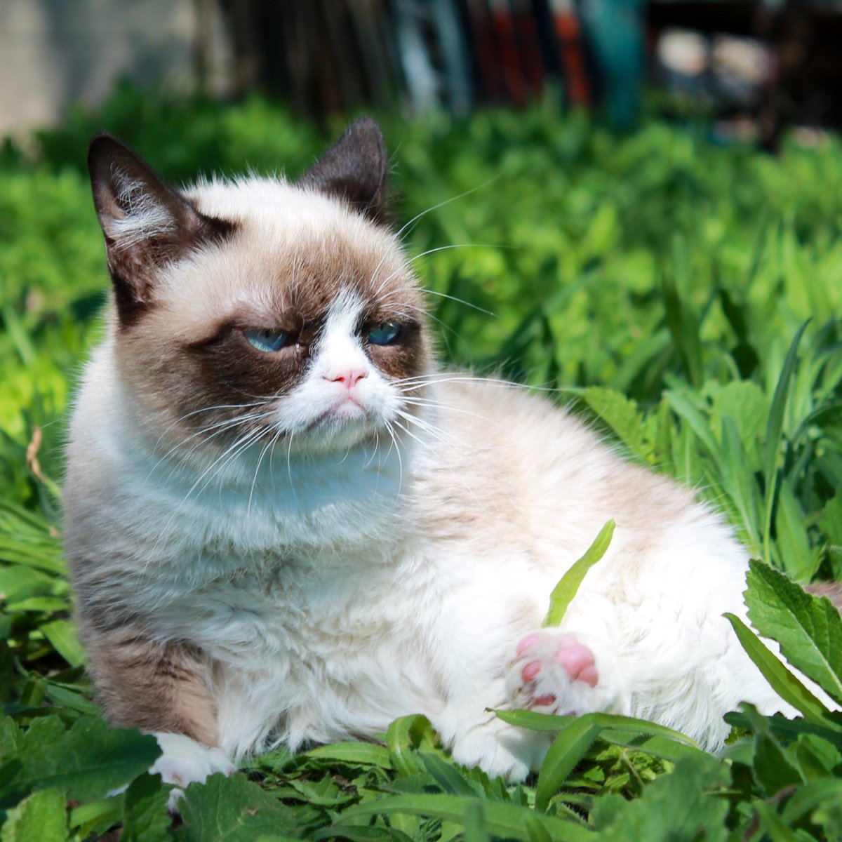 Grumpy Cat tweet media