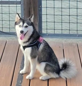 FLORA IS MISSING IN JERSEY CITY: last seen at JFK Boulevard and Manhattan Ave. If you've seen or found Florida please go here:
lostmydoggie.com/details.cfm?pe… and/or phone 877-818-0060 and PLEASE RT FLORA!