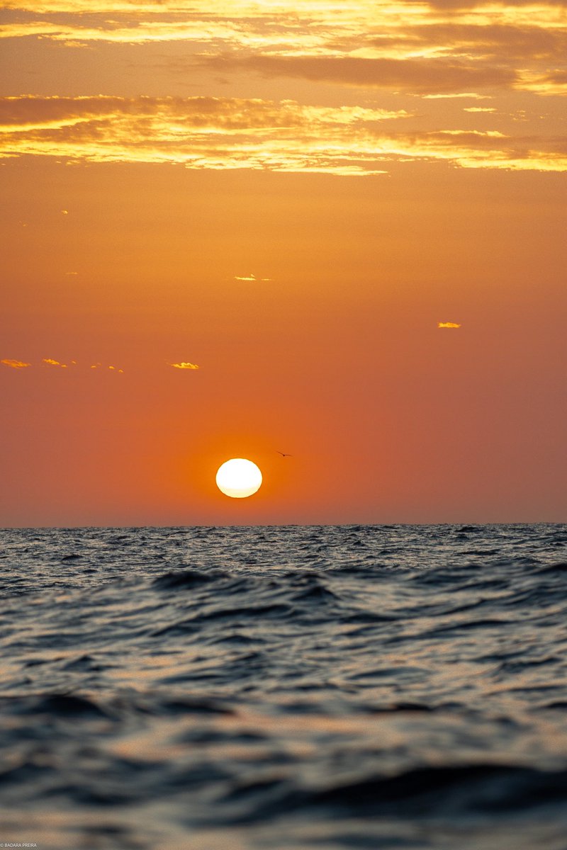 bdrpreira's tweet image. À l’aube, on file en zodiac depuis le bateau de Greenpeace pour une formation en haute mer. Le soleil se lève devant nous, impossible de ne pas le photographier. ☀️🌊

#photographie #sunrise #soleil