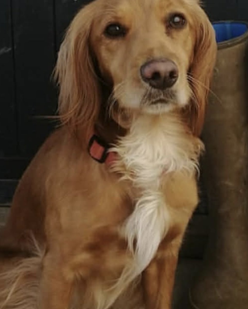 rosieDoc2's tweet photo. RUM friendly female COCKER SPANIEL missing #Balsham #Cambridgeshire #CB21 27/2/26
Ran off on walk - chipped
https://t.co/Uf9Fr6BEbF
@balshambull @BalshamFC @qu1ncey @02031961pat @juliagarland73 @RachaelB100 @TeaboyTeddy @BitofDecorum @LindaK89229939 @HelWittman2 https://t.co/oENXTiO0ee