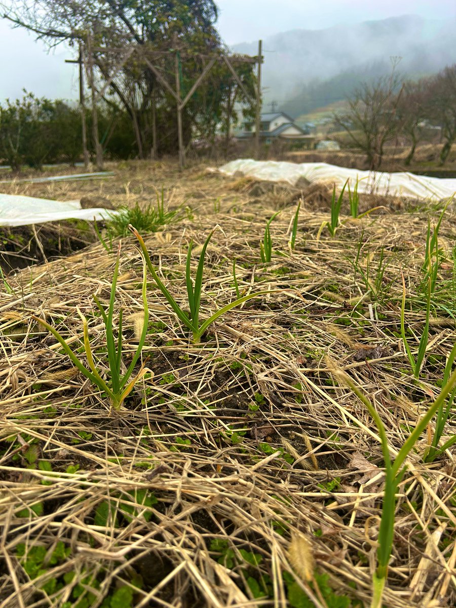 TOLAND VLOGマサキ/村づくり/愛知県/知多半島/クニヅクリ/岐阜県 tweet media