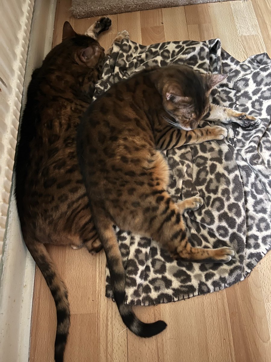 ducattybengals's tweet photo. Keeping warm together ❤️ https://t.co/RXUO1giN7O