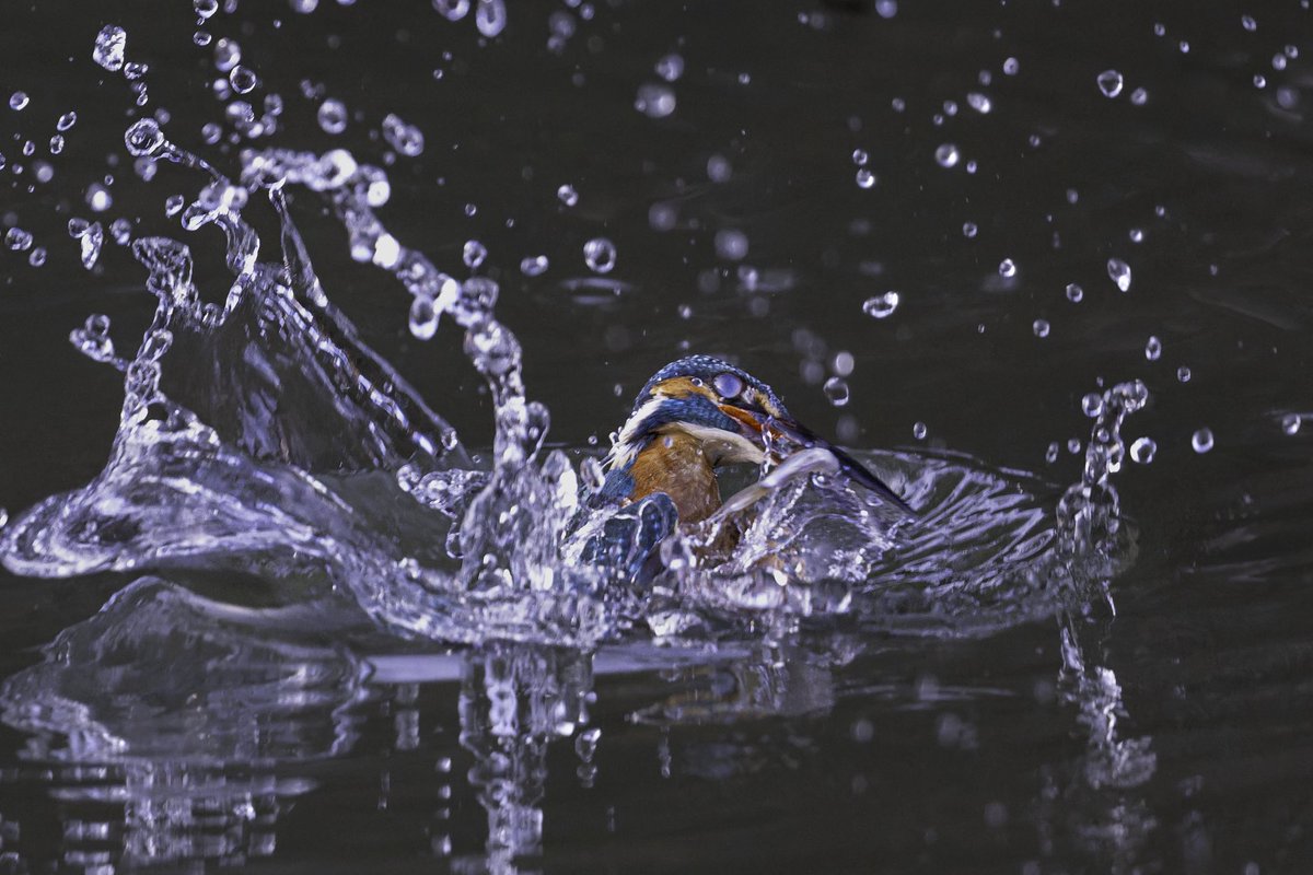 gosfeat's tweet photo. とまりはかわいいと感じるけれど、水絡みだとカッコいいと感じる

#ファインダー越しの私の世界 
#写真好きな人と繋がりたい 
#z9 
#ゴーヨンe 
#カワセミ https://t.co/S1ImKZr2ze