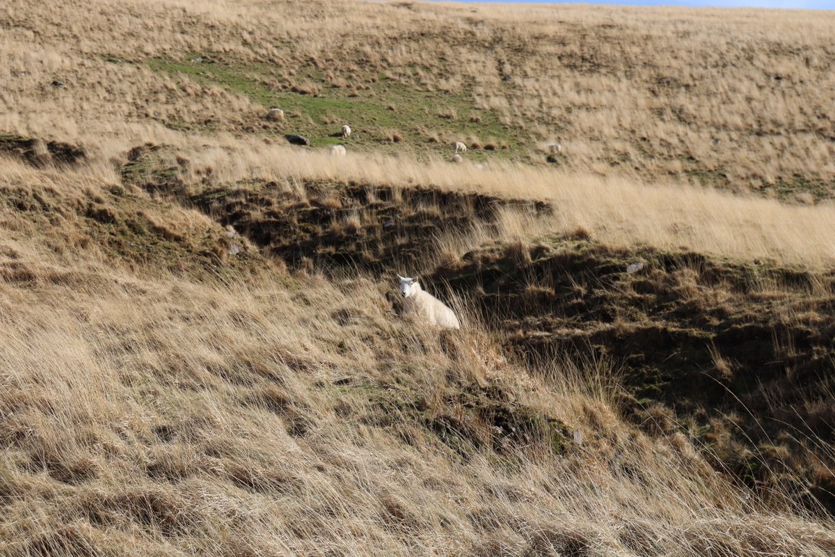 KD 🏴󠁧󠁢󠁷󠁬󠁳󠁿 tweet media