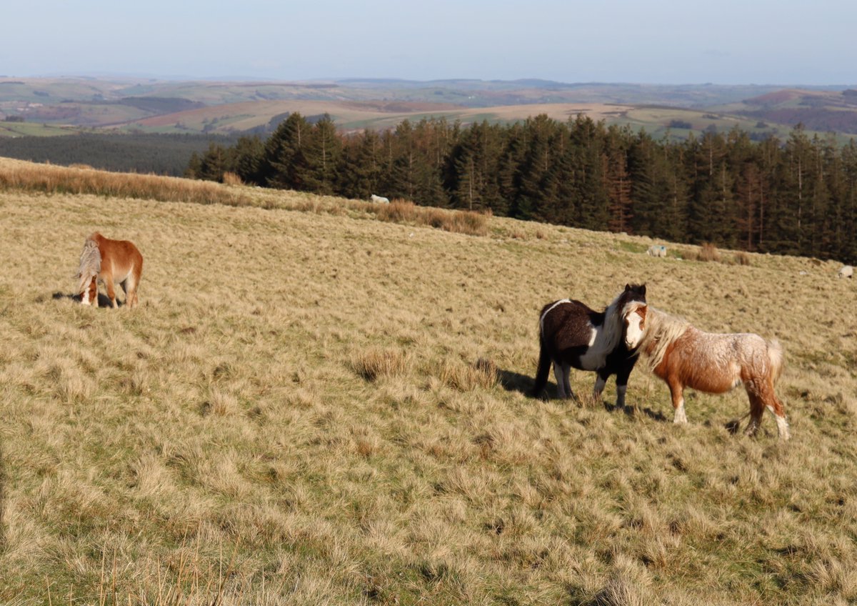 KD 🏴󠁧󠁢󠁷󠁬󠁳󠁿 tweet media