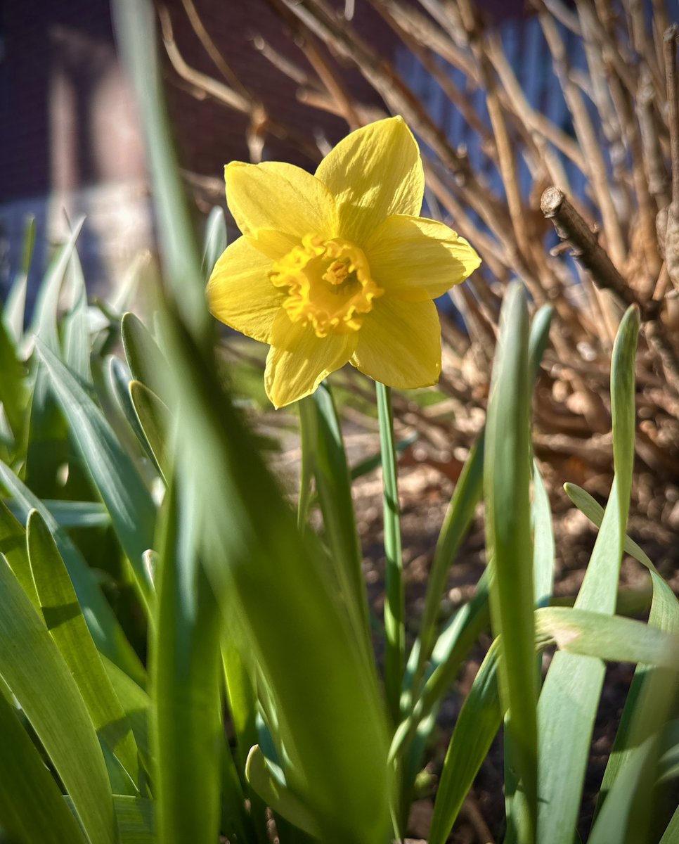 David Carson tweet media