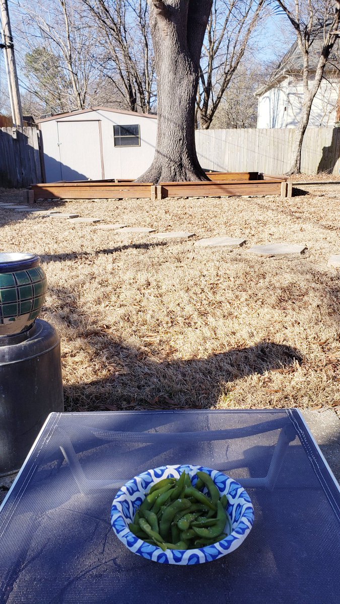 rwyjunior's tweet image. Mild #Winter #Backyard #Edamame