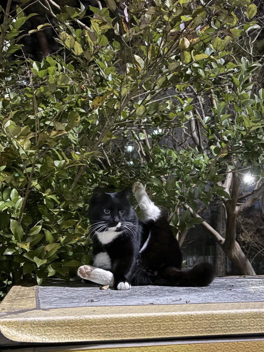 𝐶ℎ𝑙𝑜𝑒 tweet media