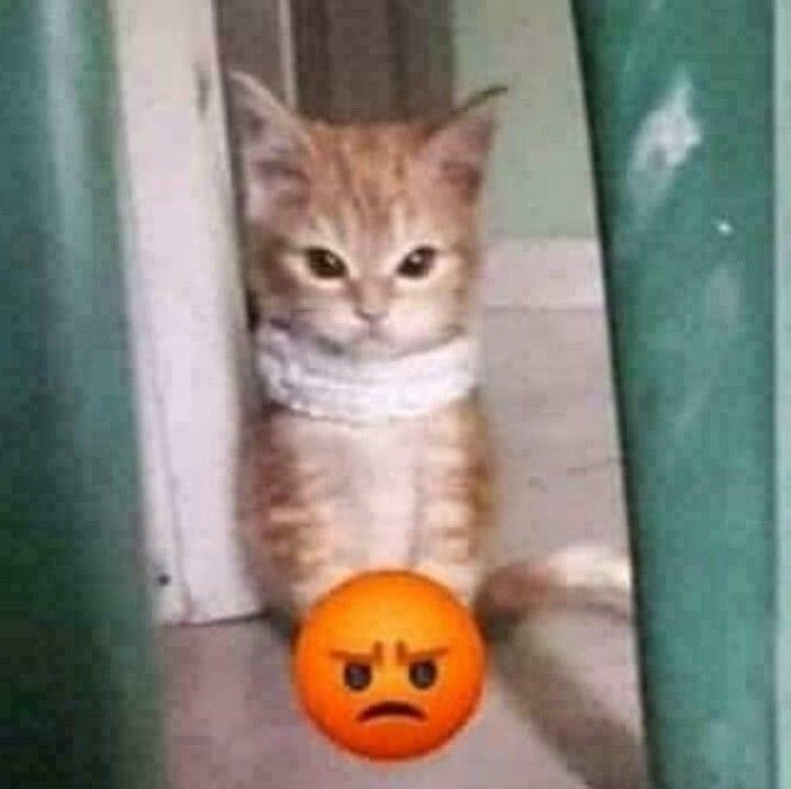 nao twitter eu nao quero saber que 20 pessoas curtiram algo que eu repostei