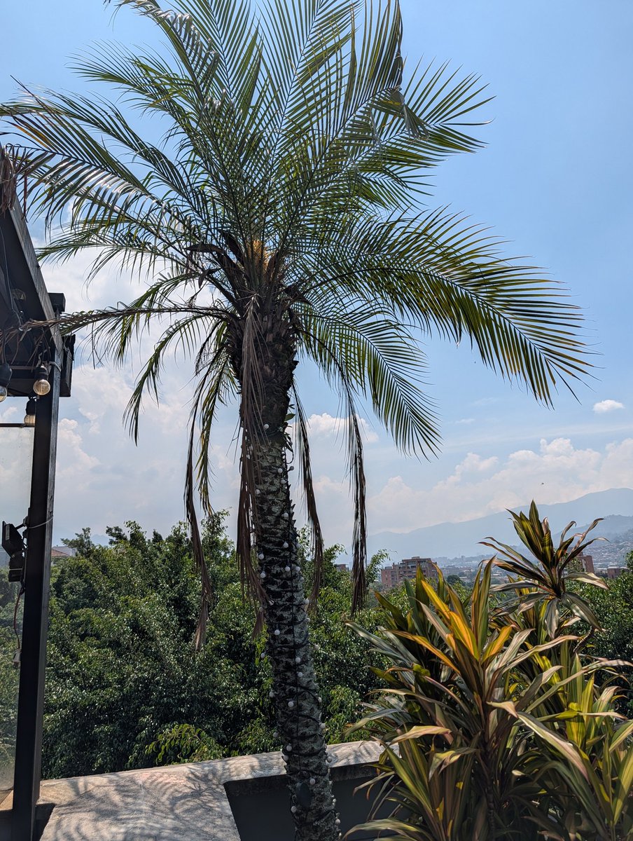 Tom Goodhines tweet media